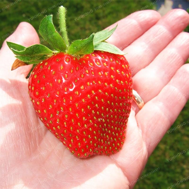 500 Pcs/Bag Giant Strawberry Bonsai Rare Big As A Peach Fragaria Ananassa L. Maximus Strawberry Fruit Bonsai For Home Garden - dianjiang-