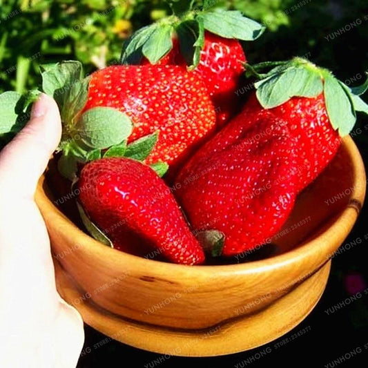 500 Pcs/Bag Giant Strawberry Bonsai Rare Big As A Peach Fragaria Ananassa L. Maximus Strawberry Fruit Bonsai For Home Garden - dianjiang-