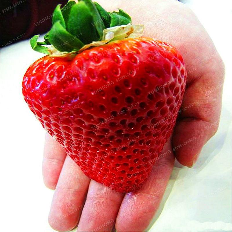 500 Pcs/Bag Giant Strawberry Bonsai Rare Big As A Peach Fragaria Ananassa L. Maximus Strawberry Fruit Bonsai For Home Garden - dianjiang-