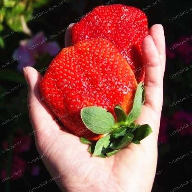 500 Pcs/Bag Giant Strawberry Bonsai Rare Big As A Peach Fragaria Ananassa L. Maximus Strawberry Fruit Bonsai For Home Garden - dianjiang-