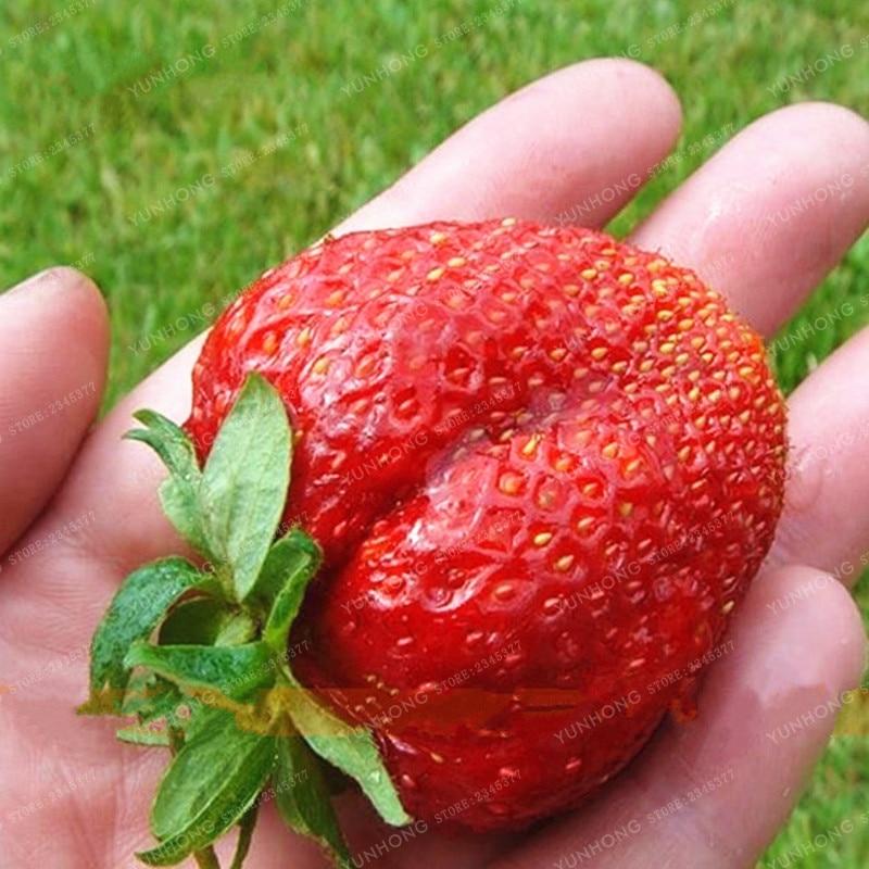 500 Pcs/Bag Giant Strawberry Bonsai Rare Big As A Peach Fragaria Ananassa L. Maximus Strawberry Fruit Bonsai For Home Garden - dianjiang-